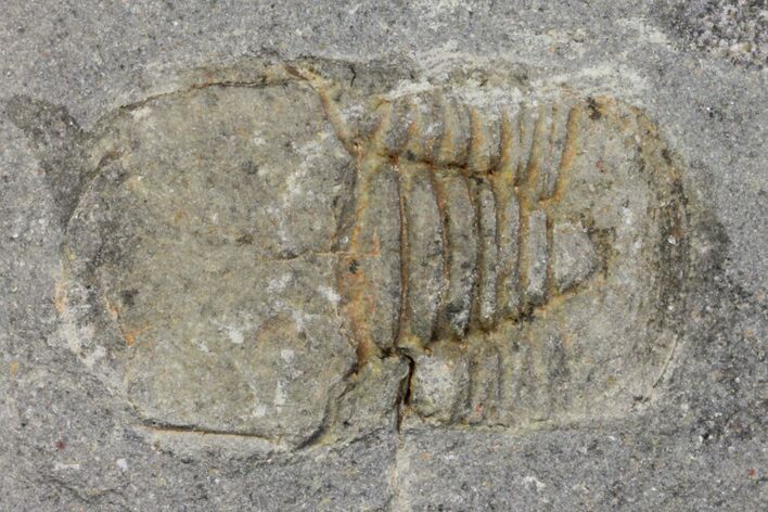 Pelagic Trilobite (Cyclopyge) Fossil - El El Kaid Rami, Morocco #165833